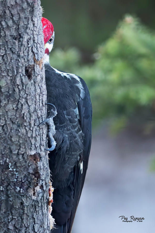 Woodpecker Photograph - Peek a boo by Peg Runyan