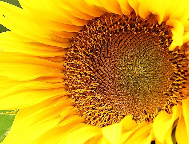Peek a Boo Sunflower Photograph by Tina M Daniels   Whiskey Birch Studios