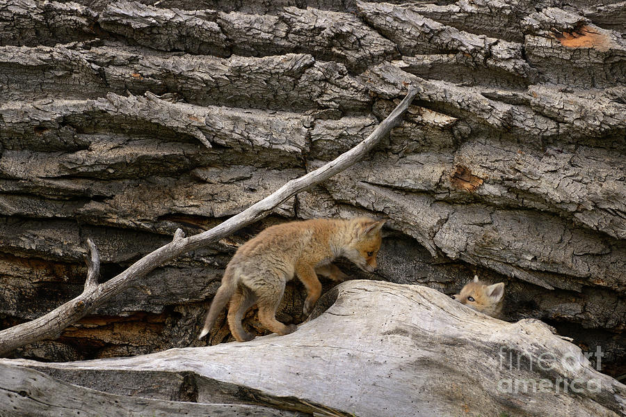 Baby Red Foxes Playing Outside Log Den Photograph by Tom Schwabel