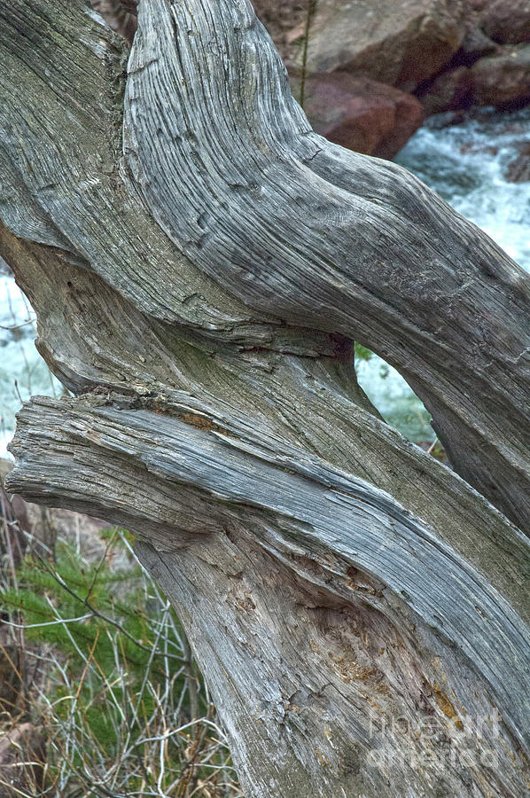Peek-a-Boo Tree by Ruth H Curtis Peek-a-Boo Tree by Ruth H Curtis