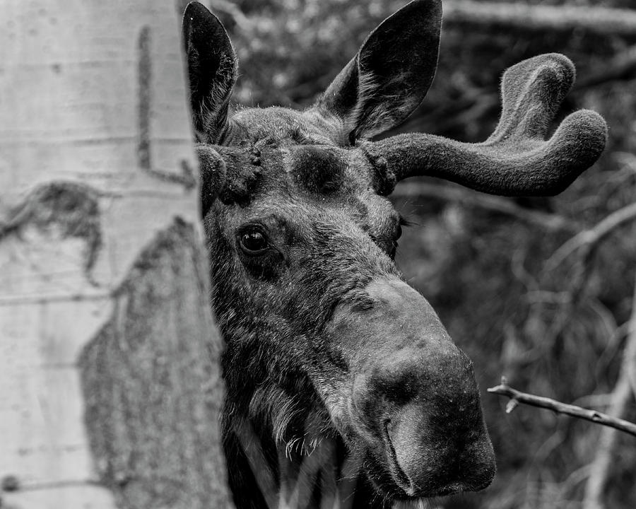 Peek-A-Moose Photograph by ProPeak Photography