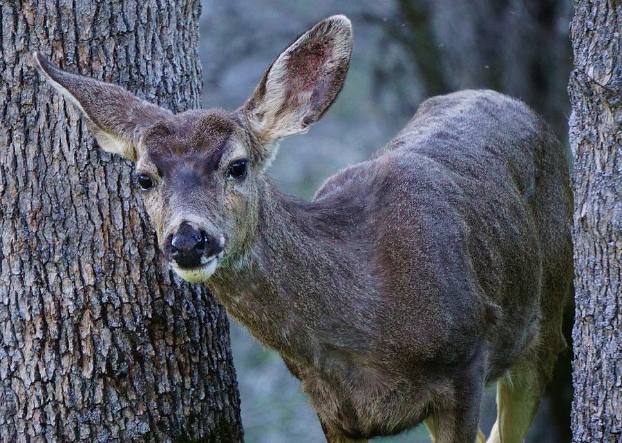 Peekaboo Deer Photograph by Brett Harvey