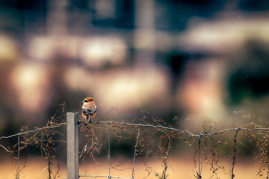 Peeking Beyond The Fence Photograph by Hiromasa Morioka Peeking Beyond The Fence Photograph by Hiromasa Morioka
