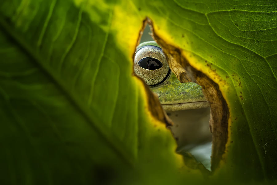 Peeking Frog Photograph by Fauzan Maududdin