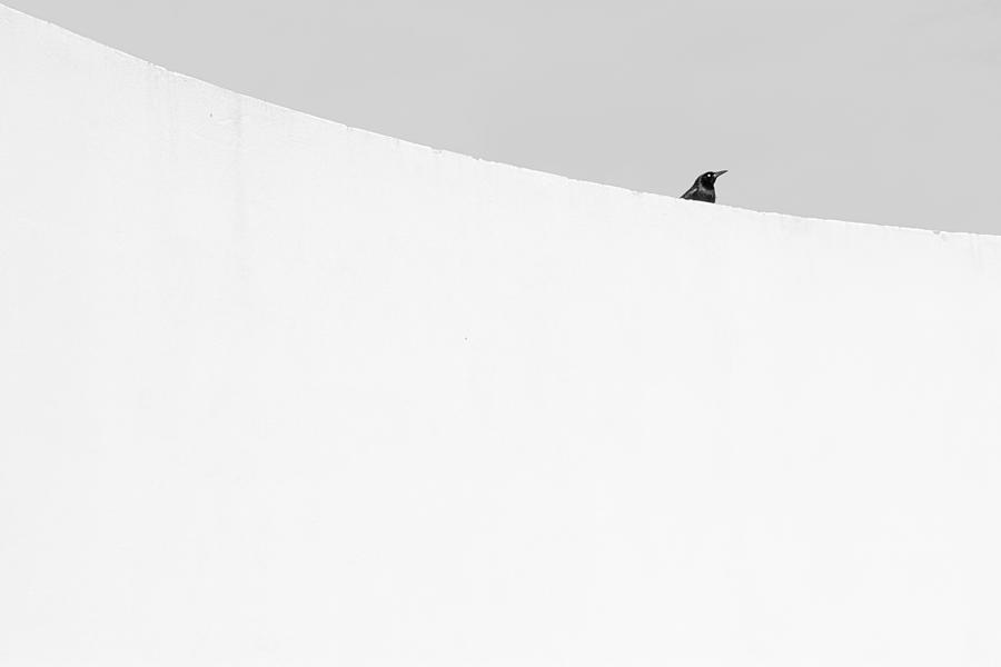 Minimalism Photograph - Peeking Out by Gustavo Marquez