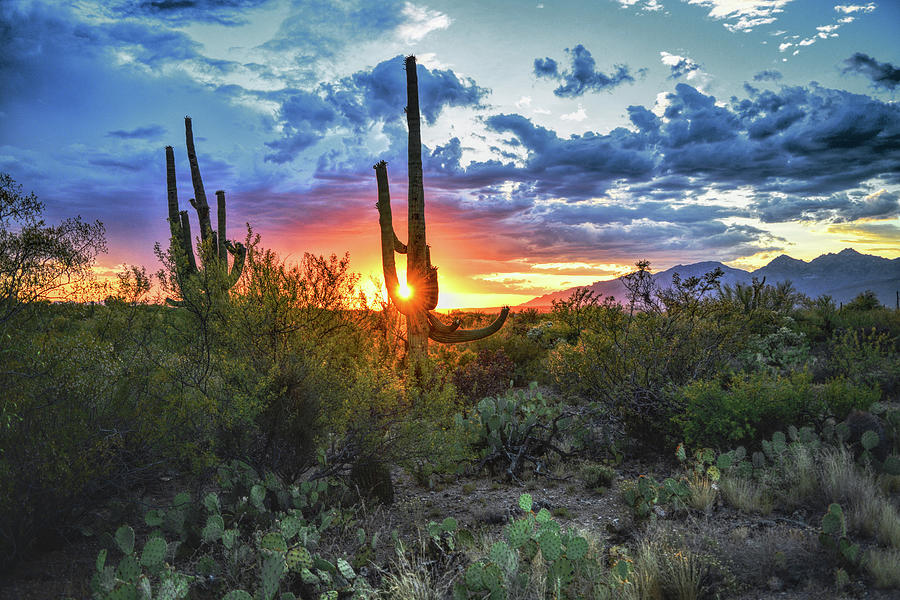 Tucson, Arizona Saguaro Sunset Photograph by Chance Kafka - Fine Art ...