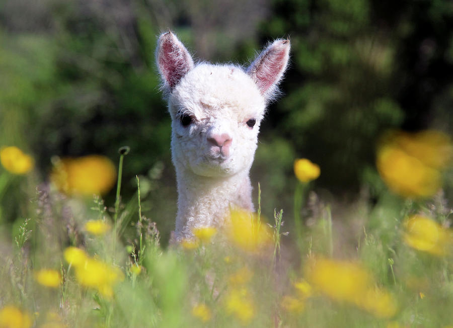 Peeking Through The Buttercups Photograph by Bari Rhys