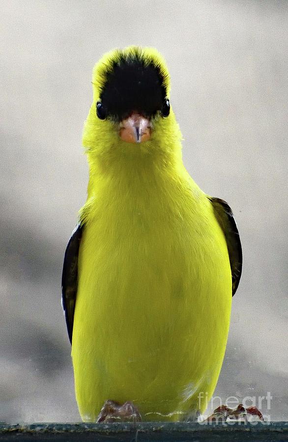Peep N Goldfinch Photograph by Cindy Treger