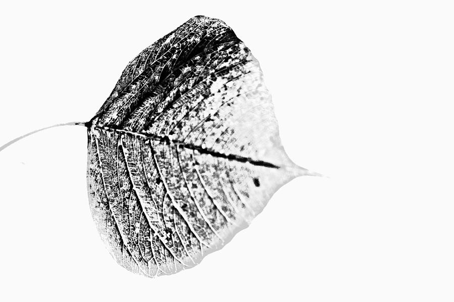 Close Up Of Peepal Leaves Acrylic Print by Rahul De - Photos.com