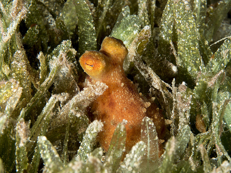 Octopus Photograph - Peeping From The Grass by Ilan Ben Tov