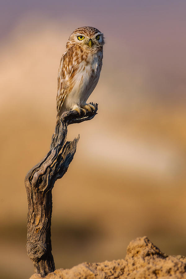 Bird Photograph - Peeping Owl by Abdelkader  Allam