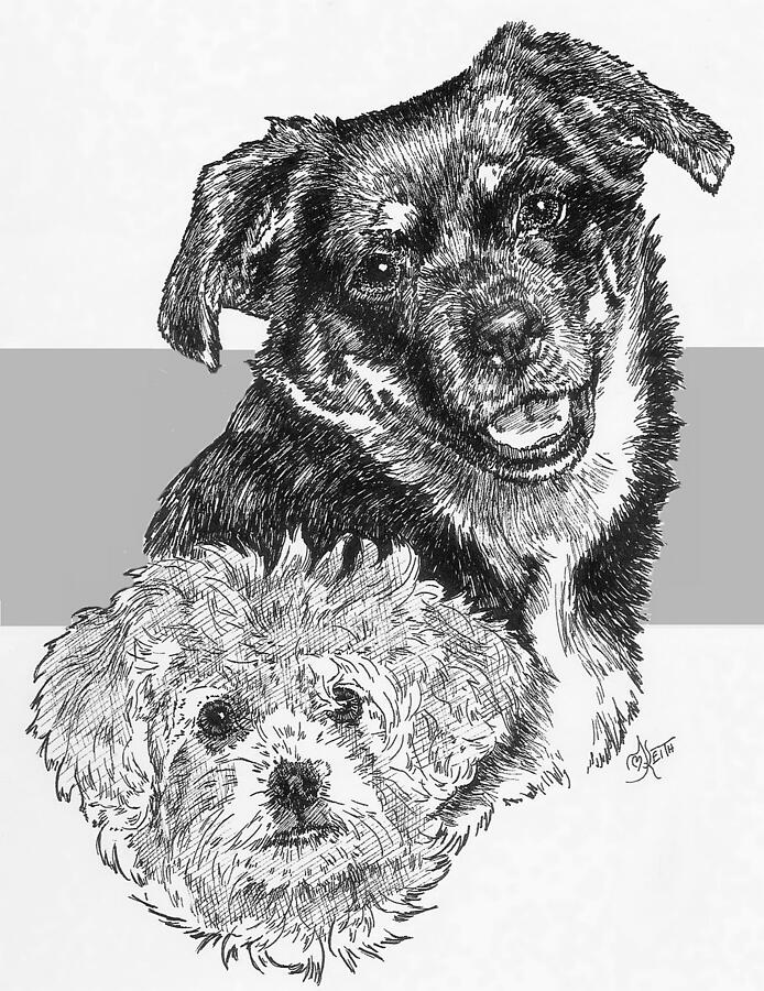 Peke-A-Pin and Pup Drawing by Barbara Keith