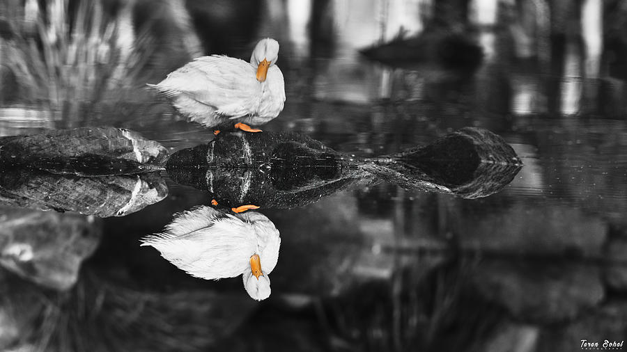 Pekin Duck Photograph by Taransohal