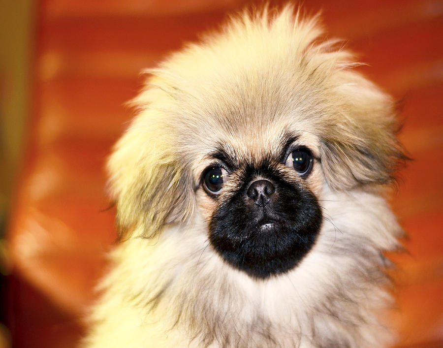 Pekinese Dogs Photograph by Dave Byrne - Fine Art America