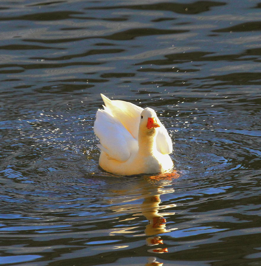 Pekin Duck 3 Photograph by Cathy Lindsey