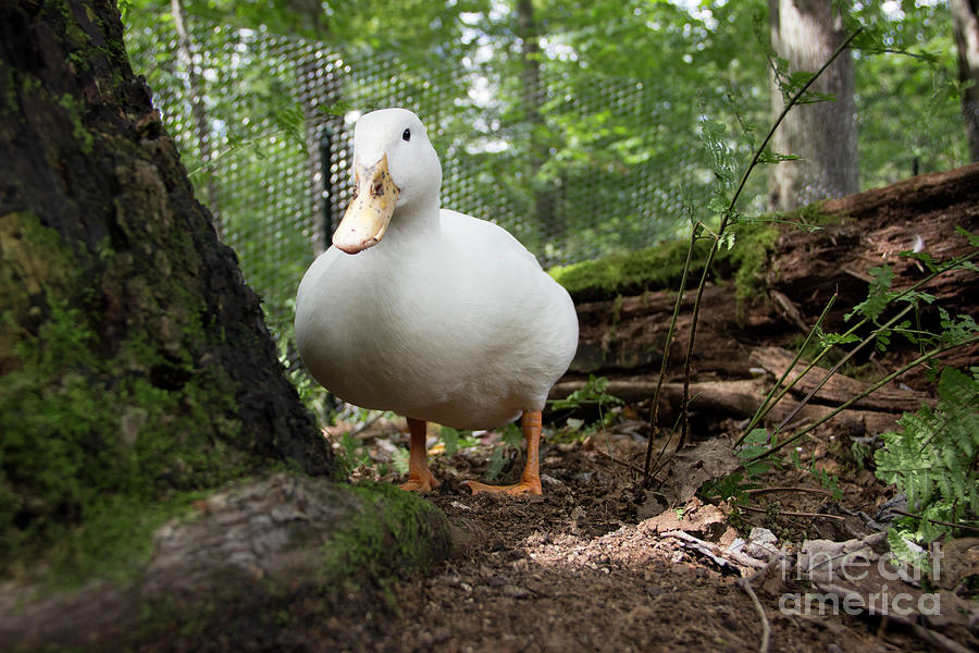 Pekin Duck in the Woods Photograph by Jeannette Hunt