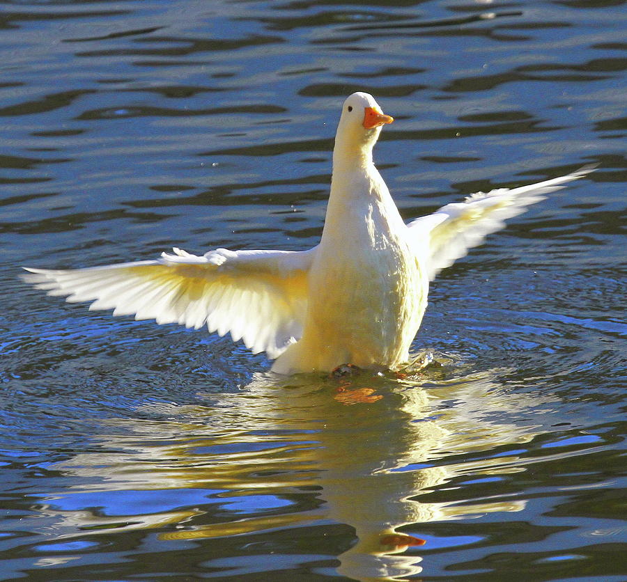 Pekin Duck With Extended Wings Photograph by Cathy Lindsey