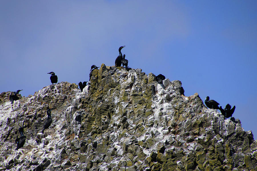 Pelagic cormorant  Photograph by Steve Estvanik