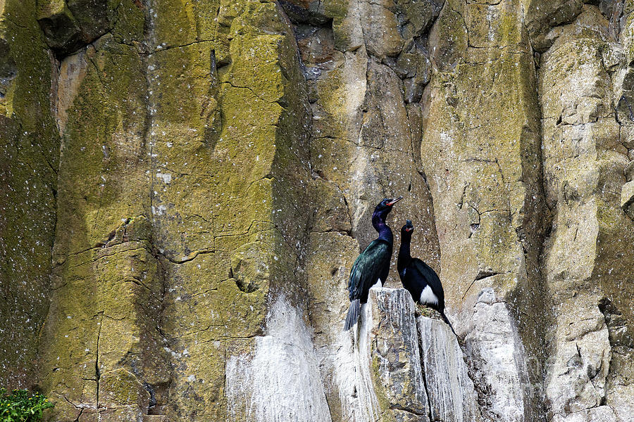 Pelagic Cormorants nesting rock cliff Phalacrocorax pelagicus Photograph by Robert C Paulson Jr