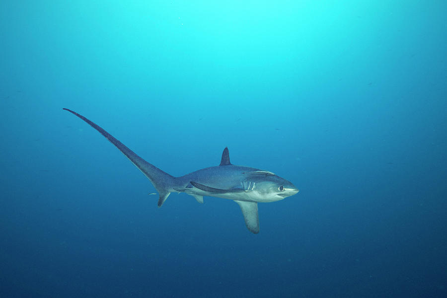 Pelagic Thresher Shark Swimming In Open Ocean, Philippines Photograph ...