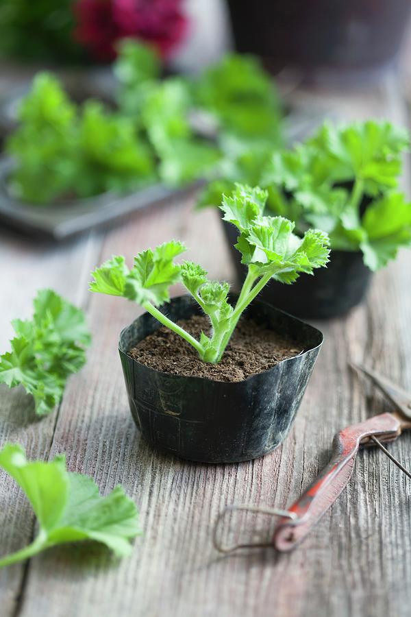 Pelargonium Cuttings In Small Seedling Pots Photograph by Martina Schindler