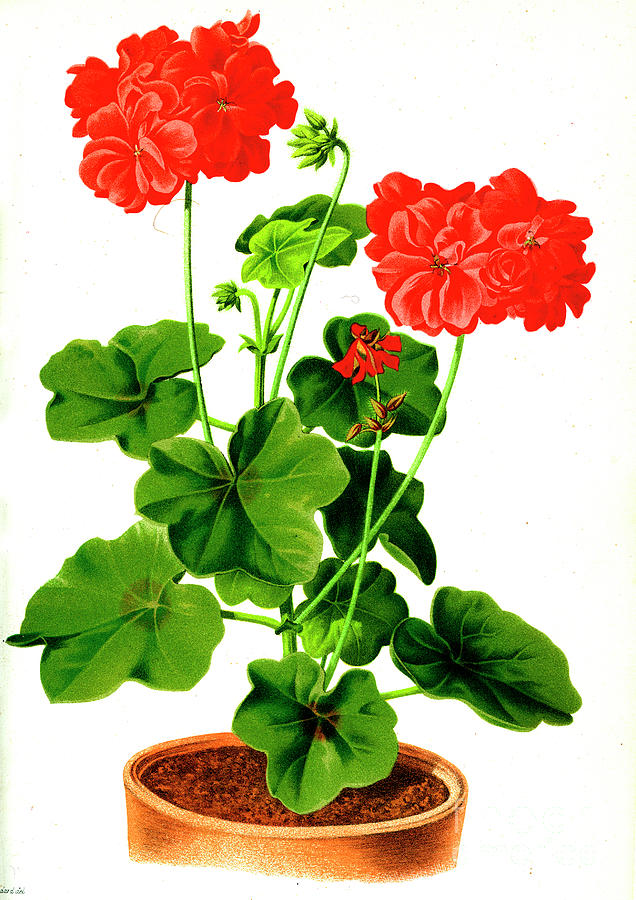 Pelargonium gloire Dorleans Photograph by Collection Abecasis/science Photo Library