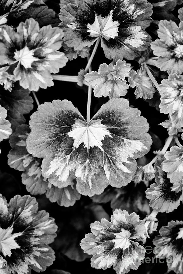 Pelargonium Magic Lantern Leaves Monochrome Photograph by Tim Gainey