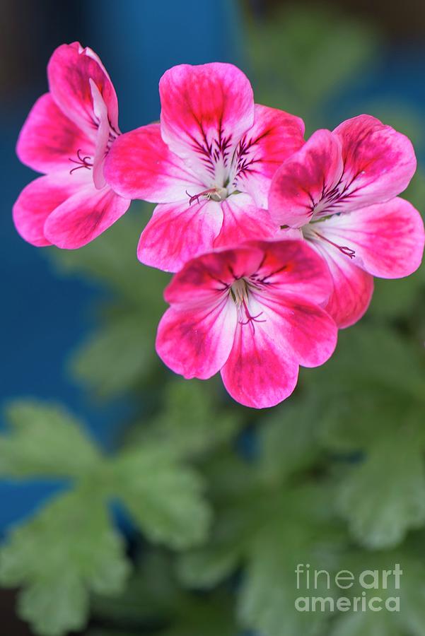 Pelargonium patons Unique Photograph by Adrian Thomas/science Photo Library