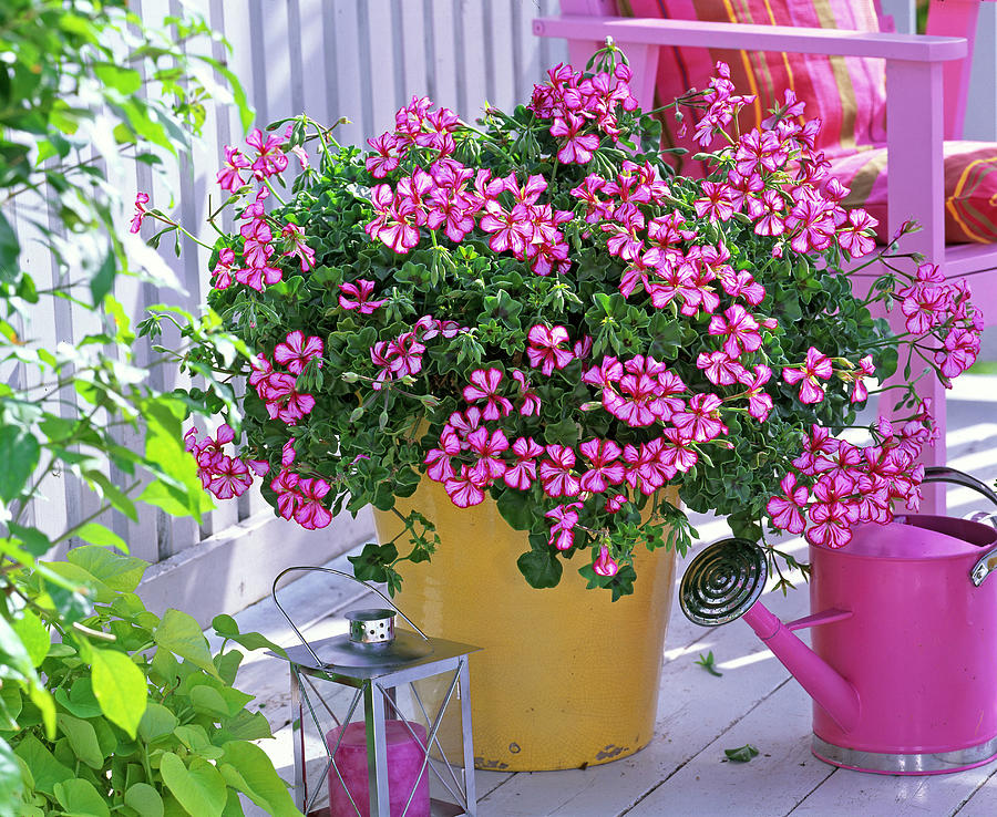 Pelargonium Peltatum 'lollipop Red' Photograph by Friedrich Strauss ...