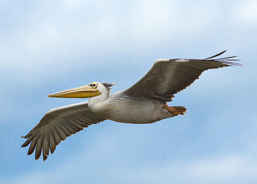 Pelecanus Onocrotalus Photograph by Eyal Amer - Fine Art America