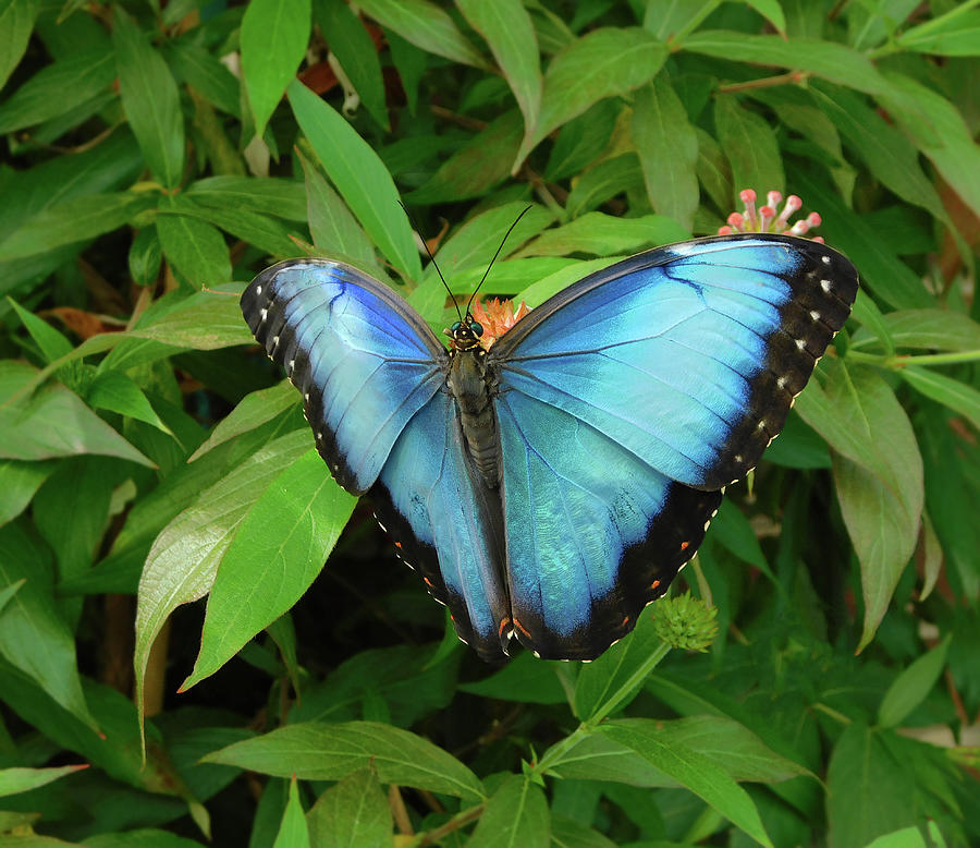 Peleides Blue Morpho Butterfly by Emmy Marie Vickers Peleides Blue Morpho Butterfly by Emmy Marie Vickers