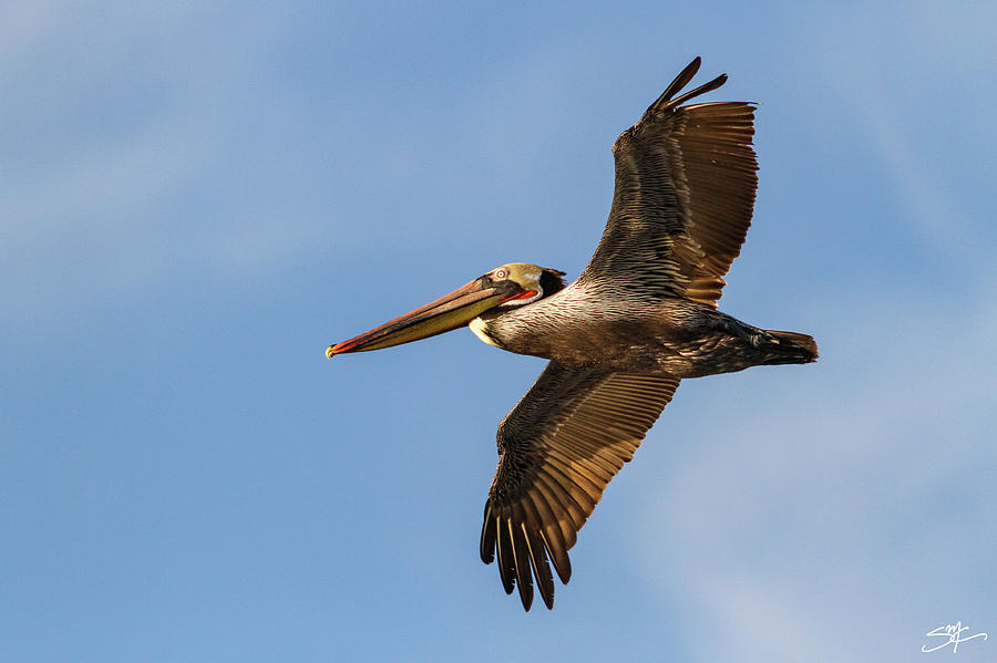 Ventura Brown Pelican in Flight Photograph by Sean's Coastal Visions ...