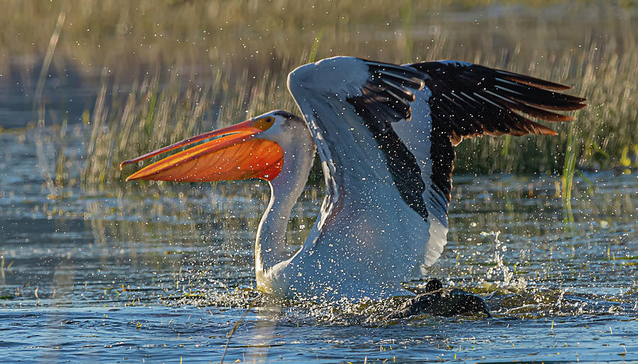 Pelican 10 Photograph by Rick Mosher
