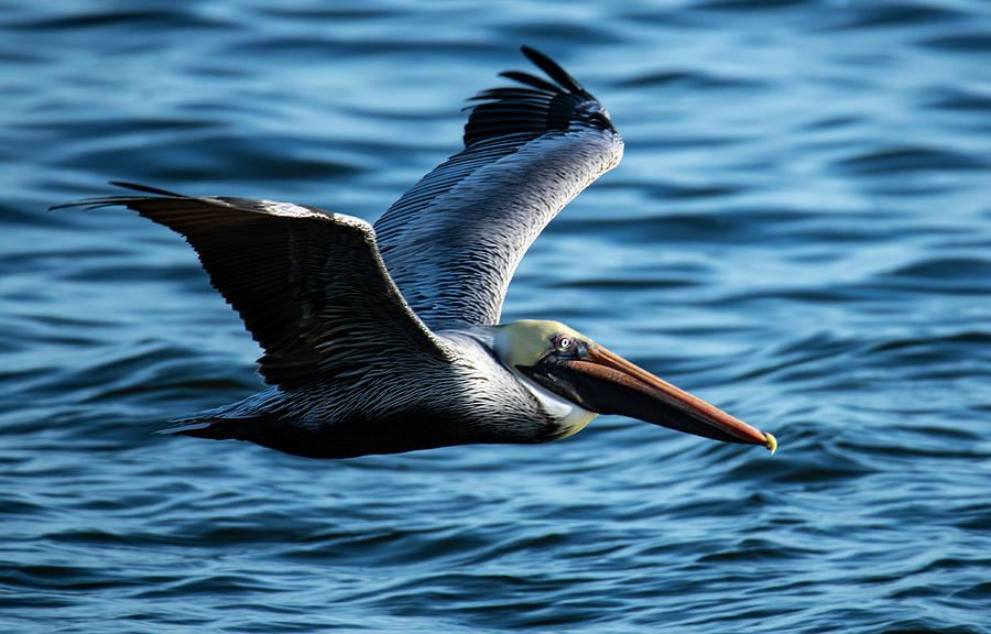 Bird Photograph - Pelican 12-30-18 2 by Robert Michaud