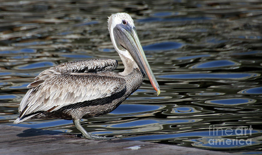 Pelican Photograph - Pelican-2054 by Gary Gingrich Galleries