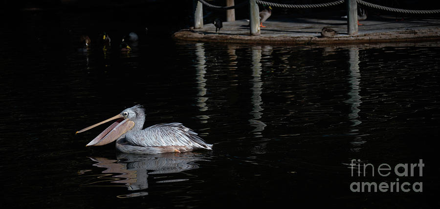 Pelican  Fishing Photograph by Debra Kewley