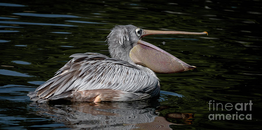 Pelican Yawn Photograph by Debra Kewley