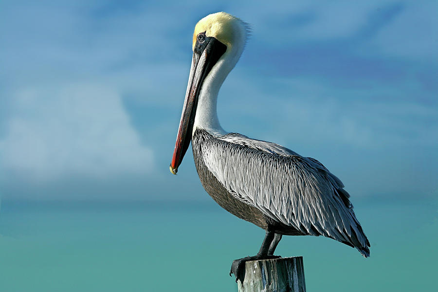 Pelican Painting - Pelican 8641 by Mike Jones Photo