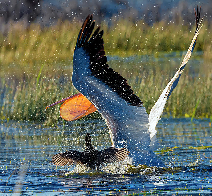Pelican Photograph - Pelican 9 by Rick Mosher