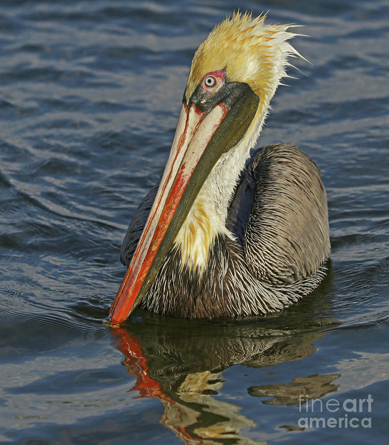 Pelican Photograph - Pelican After the Dive by Larry Nieland