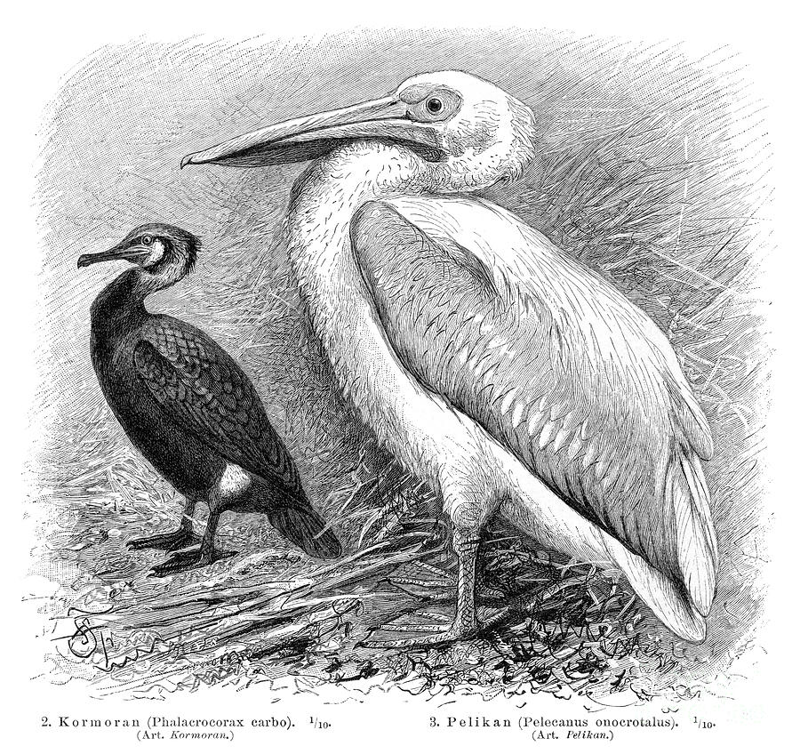 Pelican And Cormorant Engraving 1895 Digital Art by Thepalmer