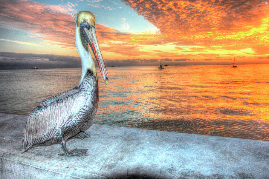 Pelican Photograph - Pelican And Fire Sky by Robert Goldwitz