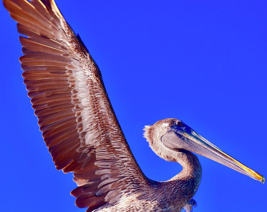 Pelican at Gulf State Park Pier Photograph by Debra Grace Addison