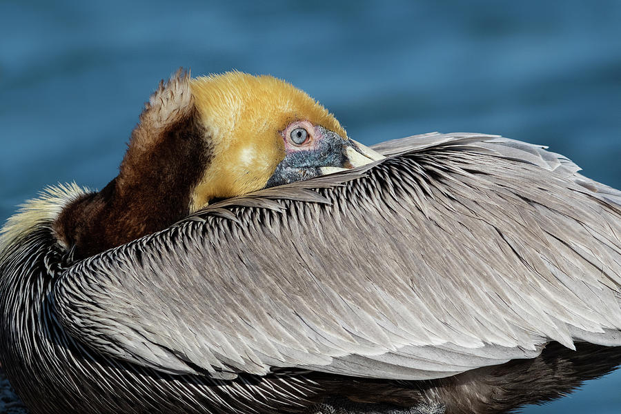 Pelican at rest Photograph by Lisa Malecki