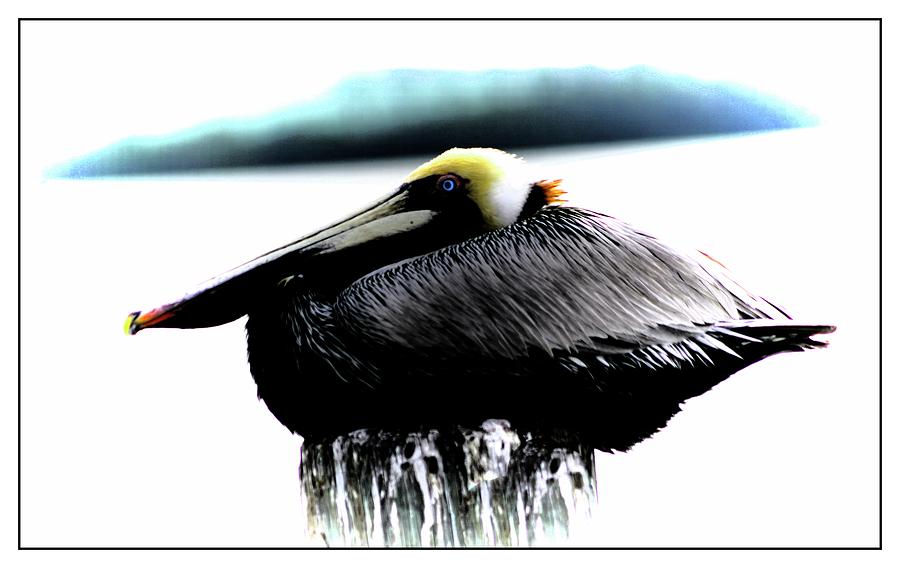 Pelican at Rest Photograph by Stoney Lawrentz