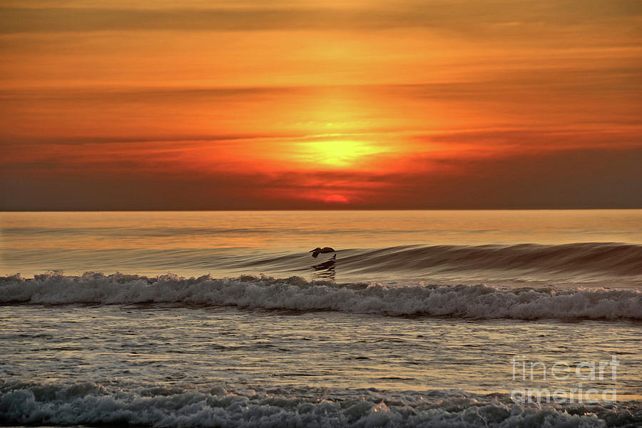 Pelican at Sunrise 3343dd Photograph by Jack Schultz