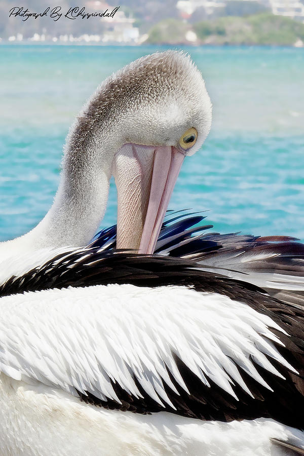 Pelican beauty 99920 Digital Art by Kevin Chippindall