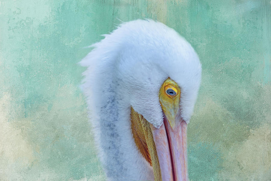 Pelican Beauty Digital Art by Terry Davis
