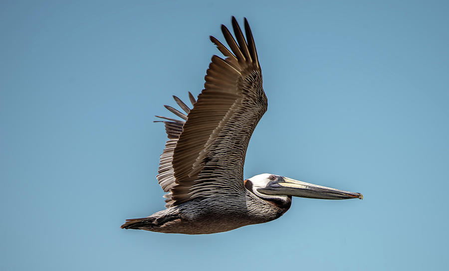 Pelican bird in flight over ocean under blue sky Photograph by Alex Grichenko