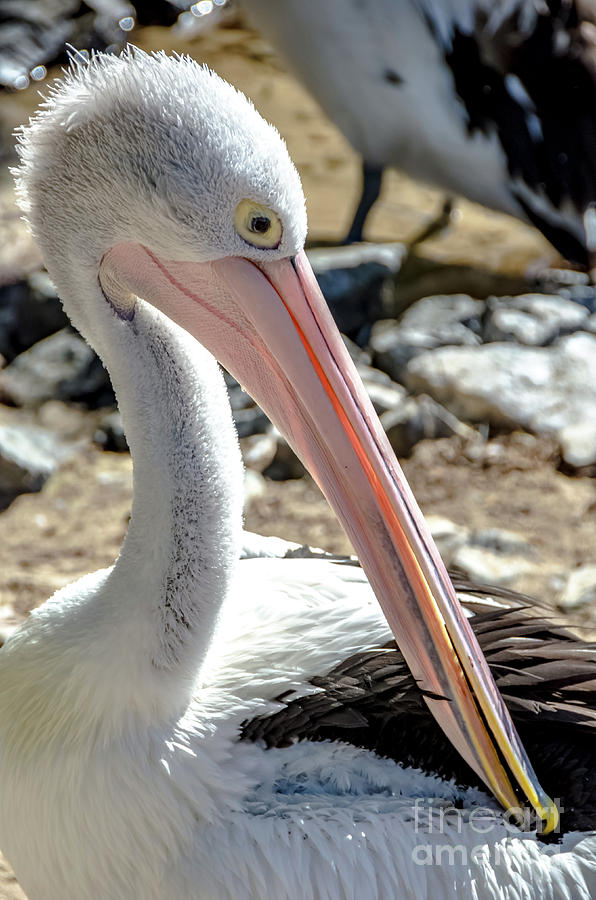 Pelican bird Photograph by Yurix Sardinelly